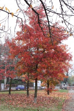 Autunno nel parco Zorz